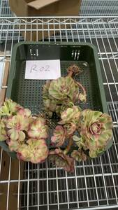 3株　R2　多肉植物 エケベリアオールスター　超美苗 サボテン 観葉植物 花 園芸　レア種