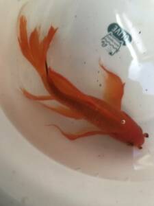 ☆魚取沼系鉄魚　上物　大きい 赤鉄魚20 ㎝　オスの出品になります。