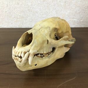 頭蓋骨 詳細不明 哺乳類 アンティーク コレクション 自然 動物 頭骨 標本 骨 スカル オブジェ 骨格標本 髑髏 資料 置物 12 ア 217