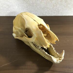 頭蓋骨 ツキノワグマ 熊 哺乳類 アンティーク コレクション 自然 動物 頭骨 標本 骨 スカル 骨格標本 髑髏 置物 重量約364g 12 ア 230