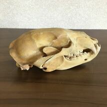 頭蓋骨 ツキノワグマ 熊 哺乳類 アンティーク コレクション 自然 動物 頭骨 標本 骨 スカル 骨格標本 髑髏 置物 重量約494g 12 ア 240_画像3