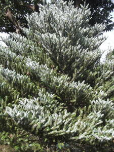 ** silver lock abies receipt limitation (pick up) large stock 2.5~3 meter several is.**