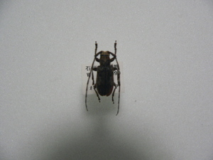 D33b オキナワゴマフカミキリ 石垣島産 標本 昆虫 甲虫 カミキリムシ