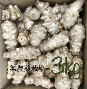 自然栽培のキクイモ 約3kg　無農薬栽培　重量リクエストに対応できます