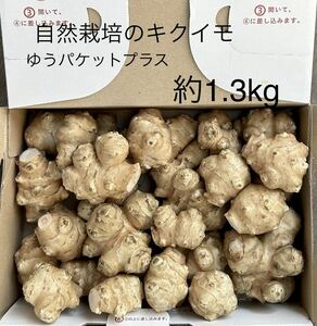 自然栽培のキクイモ 約1.3kg ゆうパケットプラス　無農薬栽培　重量リクエストに対応できます