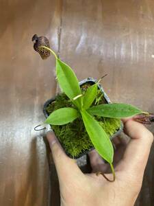 Nepenthes aristolochioides AW ネペンテス　アリストロキオイデス　食虫植物