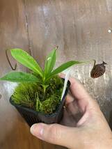 Nepenthes aristolochioides AW ネペンテス　アリストロキオイデス　食虫植物_画像3