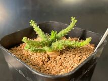 ユーフォルビア ゴルゴニス 実生苗 Euphorbia gorgonis 多肉植物 _画像2