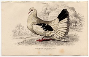 1853年 Jardine 手彩色 鋼版画 鳥類学 ハト科 Pl.13 カワラバト属 COLUMBA LIVIA VAR LATICAUDA 博物画 エドワード・リア