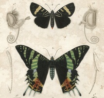 1836年 Cuvier 動物界 昆虫類 Pl.144 セセリチョウ科 チョウセンキボシセセリ ツバメガ科 ニシキオオツバメガ ヤガ科など3種 博物画_画像2