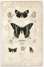 1836年 Cuvier 動物界 昆虫類 Pl.144 セセリチョウ科 チョウセンキボシセセリ ツバメガ科 ニシキオオツバメガ ヤガ科など3種 博物画_画像1