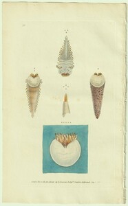 1826年 Donovan 手彩色 銅版画 The Naturalist's Repository Pl.118 ウミイサゴムシ科 ペクチナリア属 Pectinaria guildingii 博物画