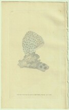 1826年 Donovan 手彩色 銅版画 The Naturalist's Repository Pl.141 ヤスリサンゴ科 シデラストレア属 スターレット・コーラル 博物画_画像1