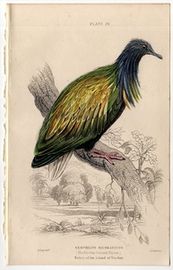 1853年 Jardine 手彩色 鋼版画 鳥類学 ハト科 Pl.29 ミノバト属 ミノバト GEOPHILUS NICOBARICUS 博物画 エドワード・リア