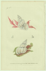 1823年 Donovan 手彩色 銅版画 The Naturalist's Repository Pl.26 イトカケガイ科 オオイトカケ属 オオイトカケ Turbo scalaris 博物画
