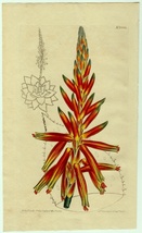 1810年 手彩色 銅版画 Curtis Botanical Magazine No.1332 ツルボラン科 アロエ属 Aloe depressa 多肉植物_画像1