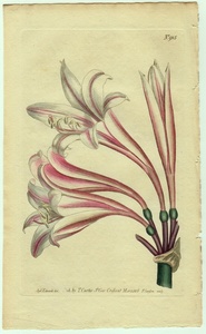 1806年 手彩色 銅版画 Curtis Botanical Magazine No.915 ヒガンバナ科 ハマオモト属 Amaryllis revoluta