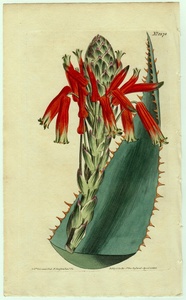 1810年 手彩色 銅版画 Curtis Botanical Magazine No.1278 ツルボラン科 アロエ属 Aloe rhodacantha 多肉植物