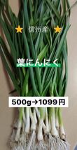 ②葉にんにく（小）500g 長野県産　信州　産地直送_画像1