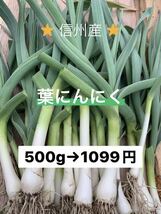 ⑤葉にんにく（小）500g 長野県産　信州　産地直送_画像1