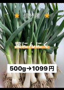 ⑤葉にんにく（小）500g 長野県産　信州　産地直送