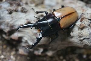 ラルェルトノコギリクワガタ 新成虫1♂2♀ トリオ