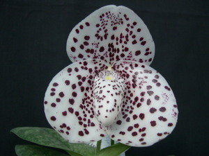 洋蘭パフィオPaph.bellatulum f.chlorophyllum('Diamond'BM/JOGA x self)25本入フラスコ一部葉先枯れあり