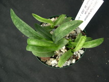 洋蘭パフィオPaph.bellatulum fma..chlorophyllum('Diamond'BM/JOGA x self)5本入CP_画像2