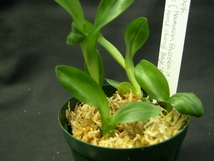 洋蘭パフィオPaph.(Hamana Passden'A' x Hung Sheng Bay'Red Hawk') ビニカラー4本入CP_画像5