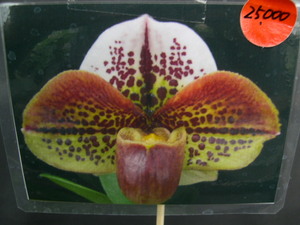 洋蘭パフィオPaph.(Miya Winning Spots x Miya Happy Wave)くっきりした点花良型選別個体