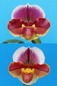 洋蘭パフィオPaph.(Mem.Shinsuke Tani'Red Gem' x Troyland'King')整型赤花交配初花花芽付