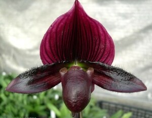 洋蘭パフィオPaph.(Hamana Passden'A' x Hung Sheng Bay'Red Hawk')ビニカラー25本入フラスコ ラスト1