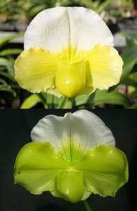 洋蘭パフィオPaph(Miya Green Parade'White Moon' x Cool Vision'Gorgeuos')グリーン整型花5本入CP