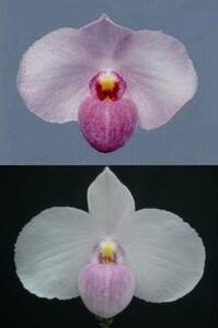 洋蘭パフィオPaph.delenatii('N.N.No.1' x 'Big'SM/TPS,JOGA) 3本入CP大