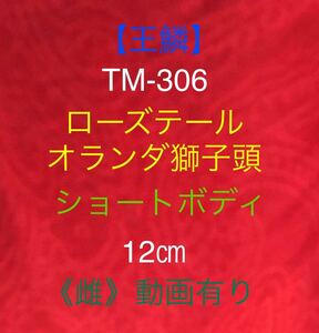 【王鱗】TM-306 ローズテールオランダ・ショートボディ当歳魚/タイガーパターン雌《虎柄》12㎝/頭が良く出てます！（動画有り）