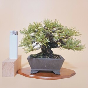  green ..[. leaf pine 2] height of tree 11.5cm