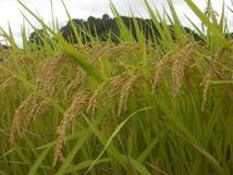 新米　令和5年度 大分県産 ヒノヒカリ　玄米３０ｋｇ(10kg×3可） 減農薬（田植後の病虫害消毒1回） 野菜付　農家直送_画像2