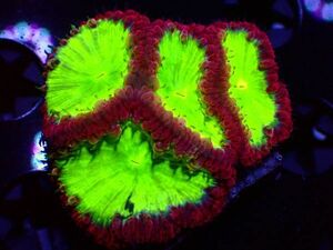 【AJISAI】＊高発色＊『オオタバサンゴ』(Glow Red Blastomussa)＊年末年始SP大放出祭り＊/ サンゴ・コーラル