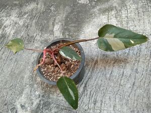 47 Philodendron Red Anderson variegated フィロデンドロン・レッドアンダーソン・斑入り