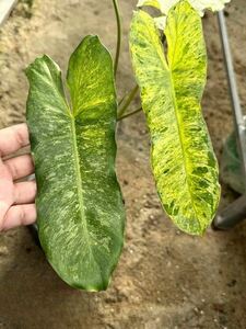 87 レアな斑入り フィロデンドロン・パライソベルデ □Philodendron Paraiso verdes Aurea Yellow variegated