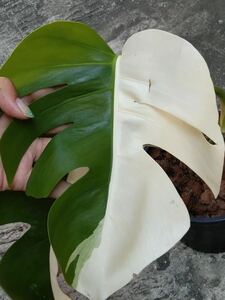 47 モンステラボルシギアナアルボ Monstera Borsigiana Albo Half Moon ホワイトタイガーハーフムン斑入り