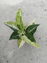 64 アグラオネマ コーチン Aglaonema Sp Legacy Two Tone_画像3