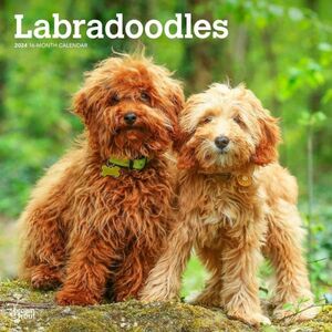 ★新品★送料無料★ラブラドゥードル　Labradoodles 2024 カレンダー★2023年9月から16ヶ月分掲載★ラブラドードル