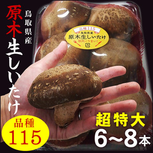 【即決】1月下旬以降出予定】鳥取県産(品種115)「原木生しいたけ(椎茸)」肉厚超特大サイズ6～8本入［冷蔵便］菌興115号茸王かにカニ鍋