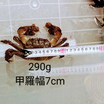 福岡県産　活モクズガニ　オスメス混合　1.2kg 約10匹_画像9