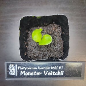 ［ビカクシダ］Veitchii Wild VP#1 Monster Veitchii モンスターベイチー 幼苗 No.1217C