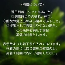 ウィローモスマット 育成済 １個 送料無料 水草 メダカ 国産 無農薬 シュリンプ水槽にも_画像6