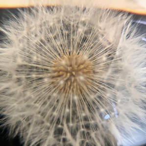 たんぽぽ 文鎮 ペーパーウェイト ガラス クリスタルドーム カナダ製 工芸 手作り ハンドクラフト ダンデライオン dandelionの画像3