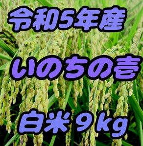 ☆激旨大粒☆極上食味☆いのちの壱☆色彩選別令和5年産白米9Kg☆送料950円