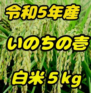 ☆激旨大粒☆極上食味☆いのちの壱☆色彩選別令和5年産白米5Kg☆農家直送☆☆☆☆☆